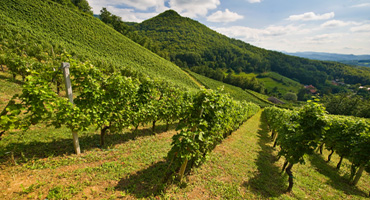 vinogradi-rogaska-slatina